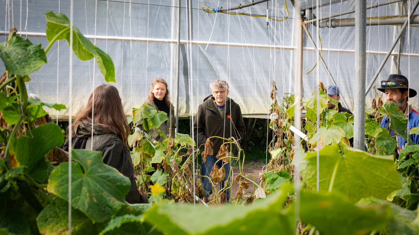 Inside a Riverford Farm polytunnel filled with organic crops growing in South Devon.